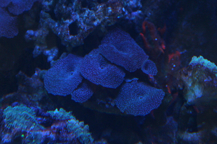 Blue chalice (Echinopora lamellosa) - Suraloka Interactive Zoo