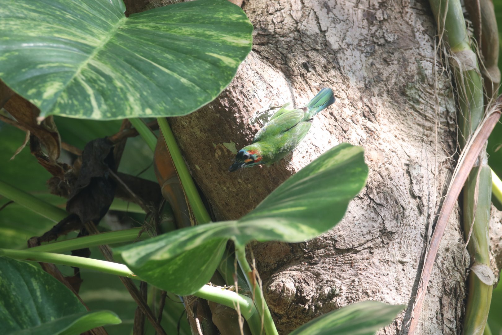 Blue-checked barbet in Cat tien