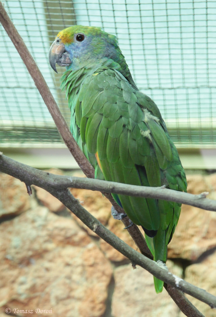 Blue-cheeked Amazon (Amazona dufresniana)