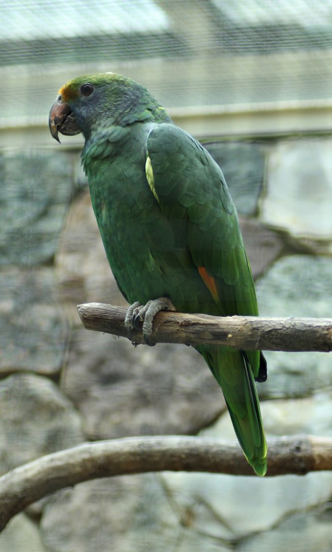Blue-cheeked amazon (Amazona dufresniana)
