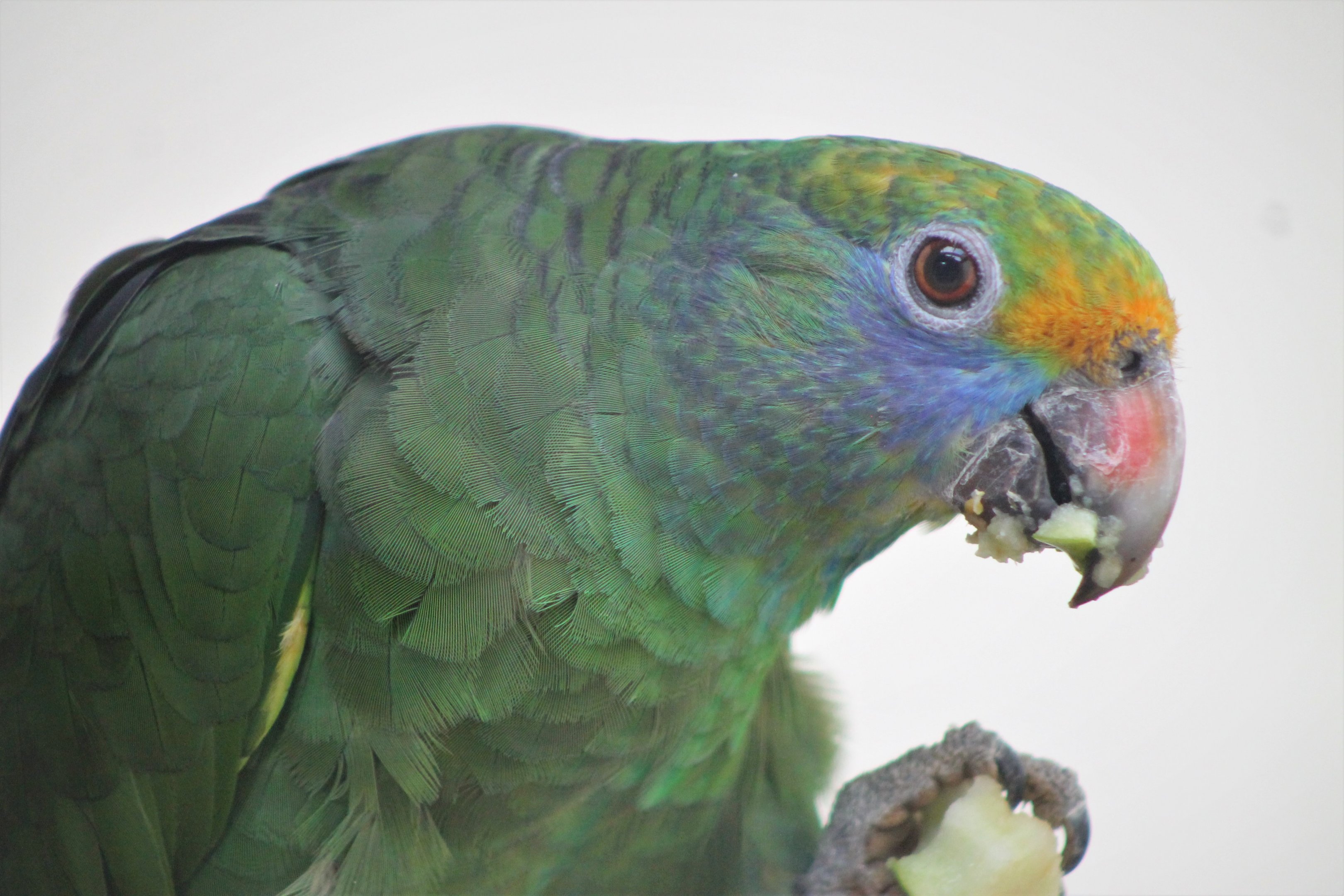 Blue-cheeked Amazon (Amazona dufresniana)
