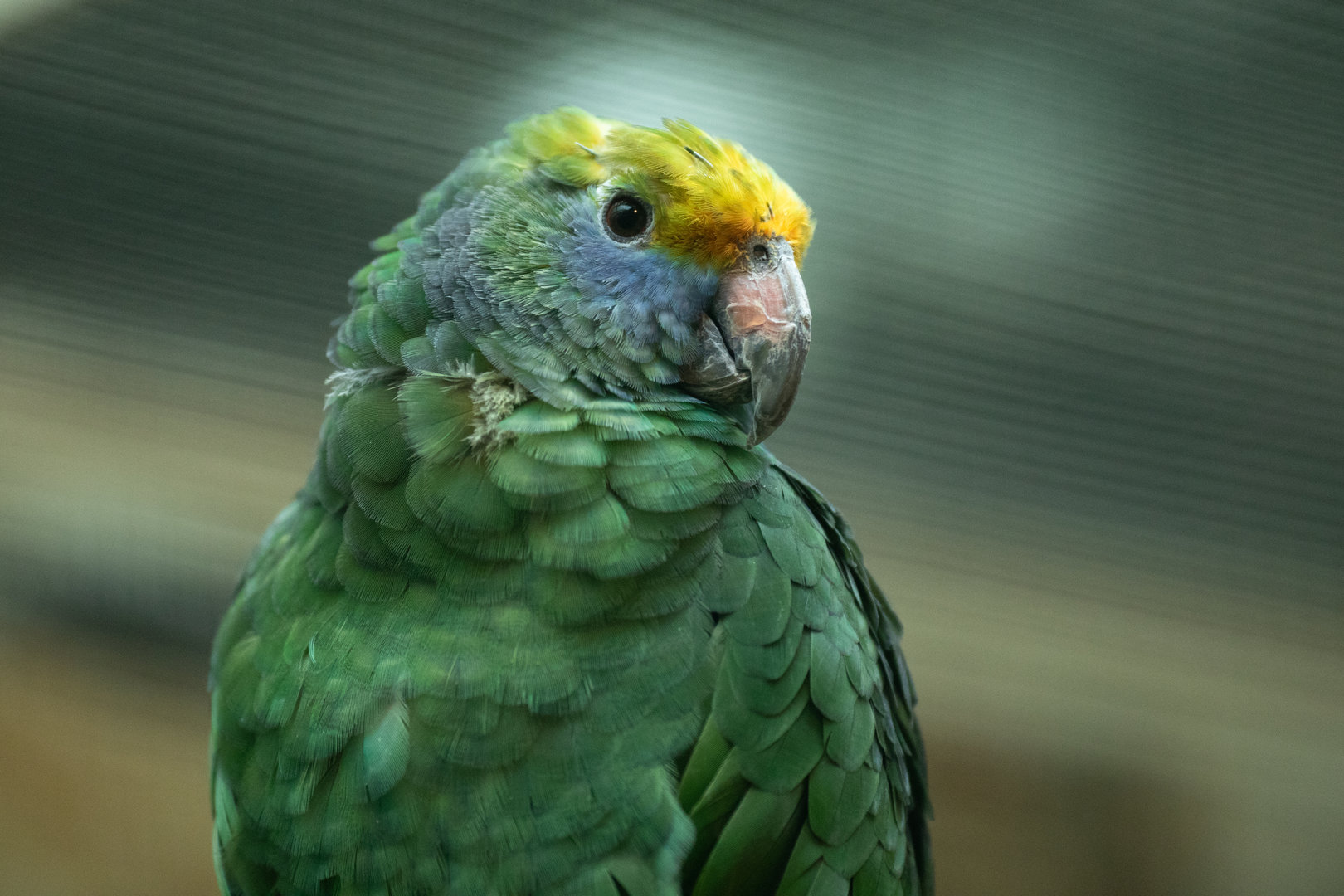 Blue-cheeked amazon (Amazona dufresniana)