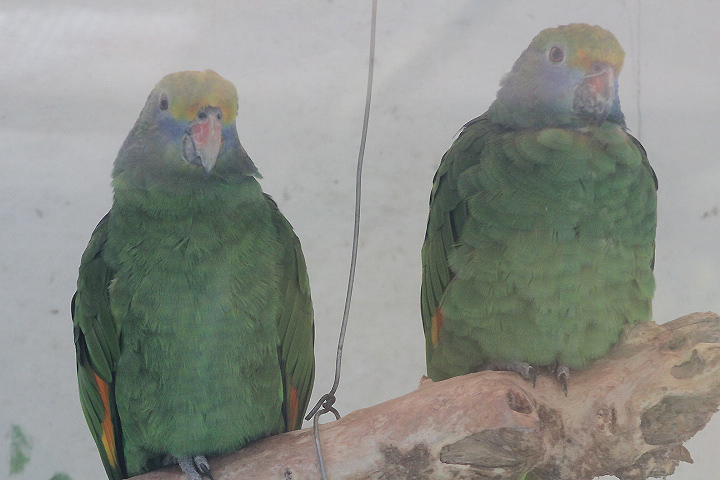 Blue-cheeked amazon (Amazona dufresniana)