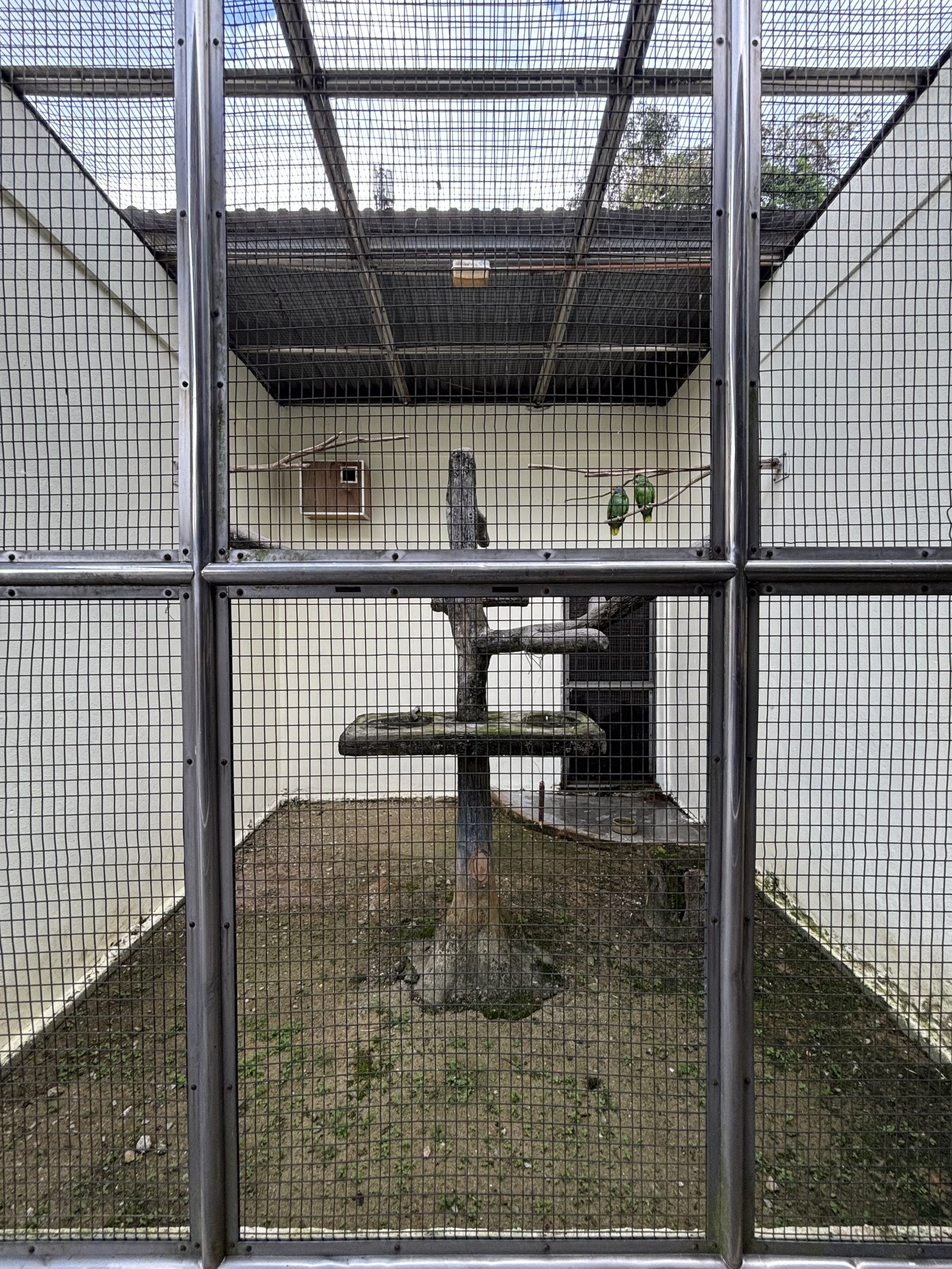 Blue-cheeked Amazon Aviary