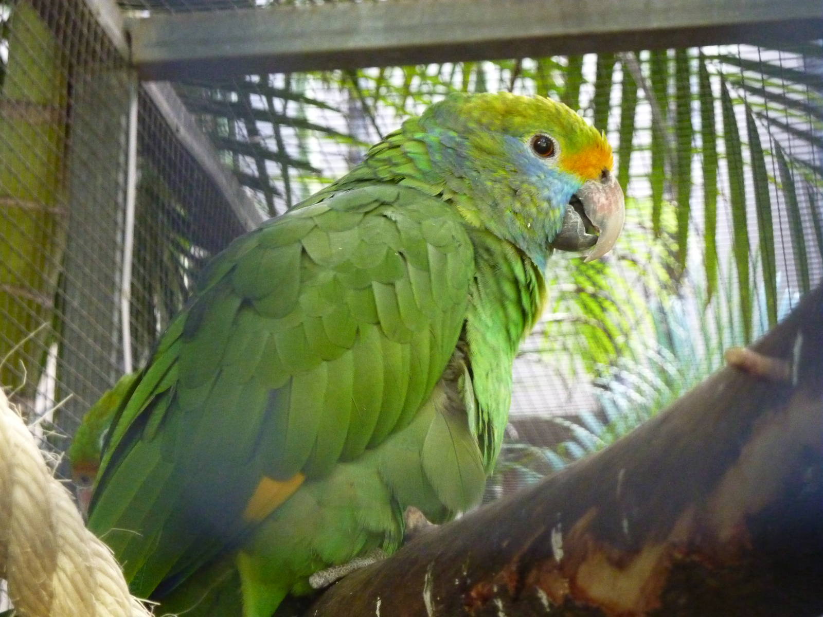 Blue-cheeked amazon, December 2012