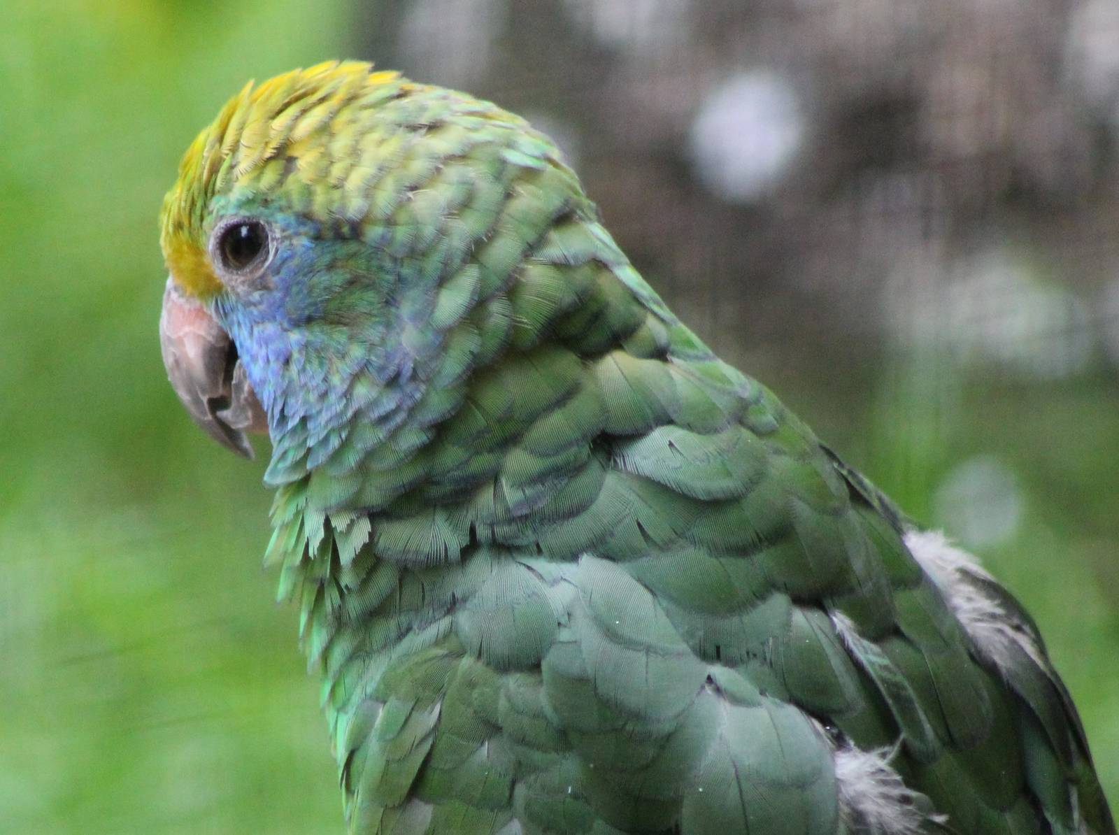 Blue-cheeked amazon