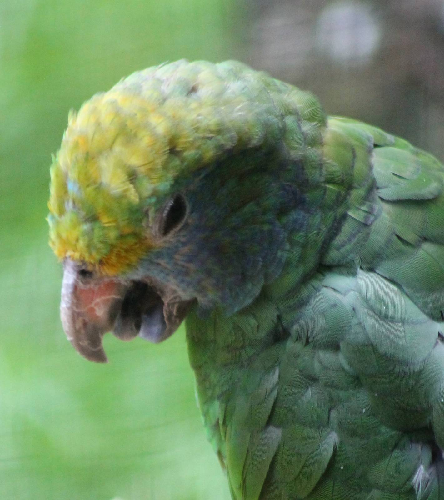 Blue-cheeked amazon