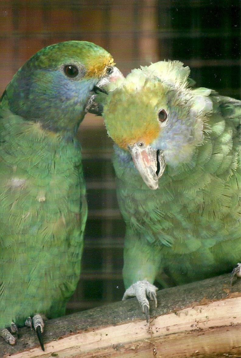 Blue-cheeked Amazons, 26th September 2013