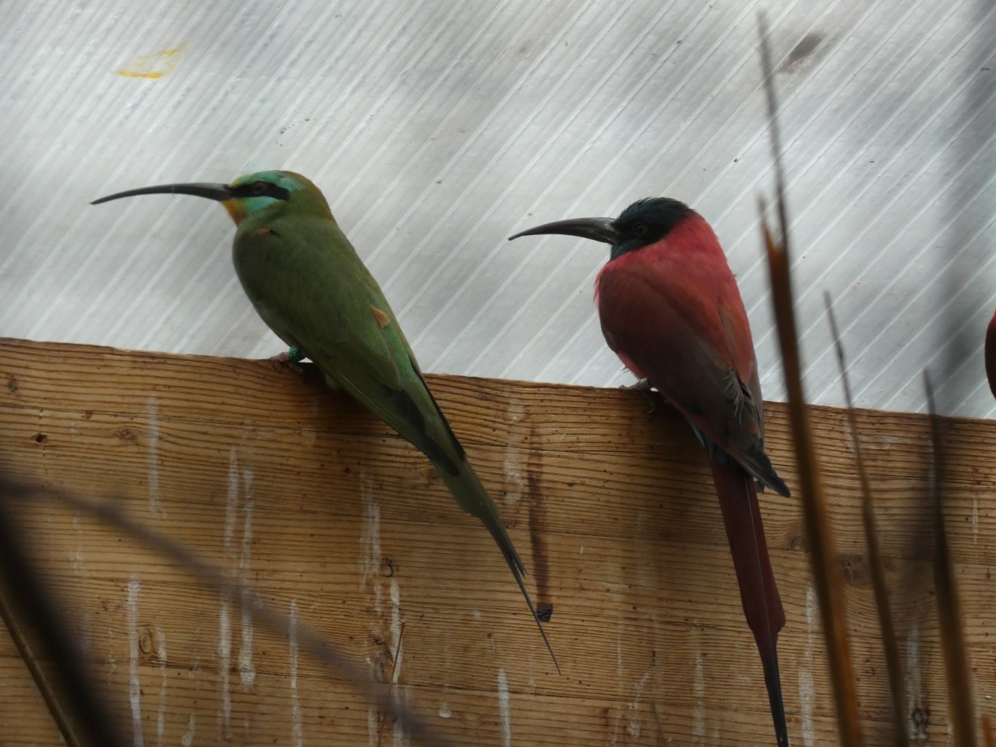 Blue-cheeked and Carmine Bee-eater
