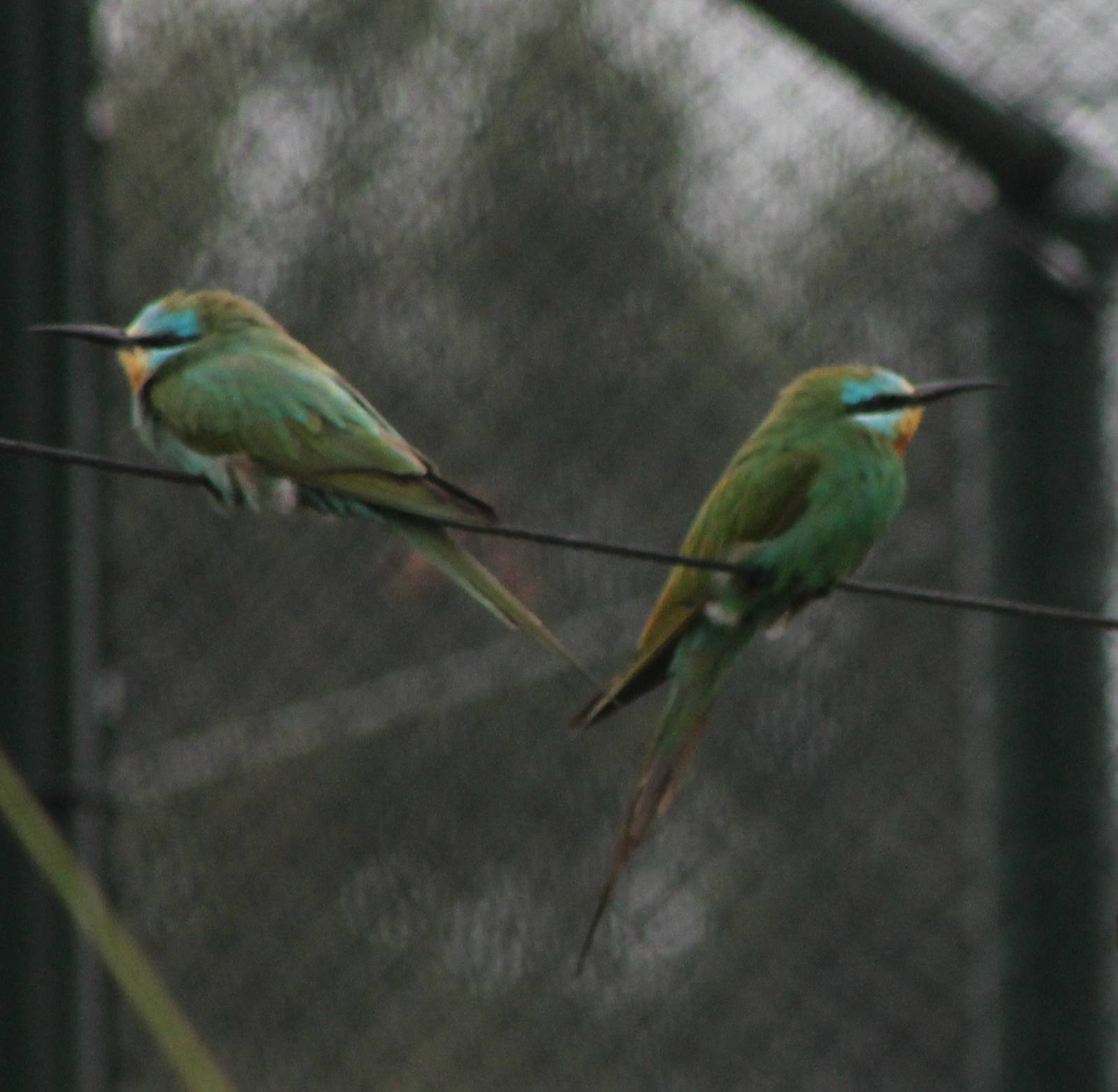 Blue-cheeked bee-eater