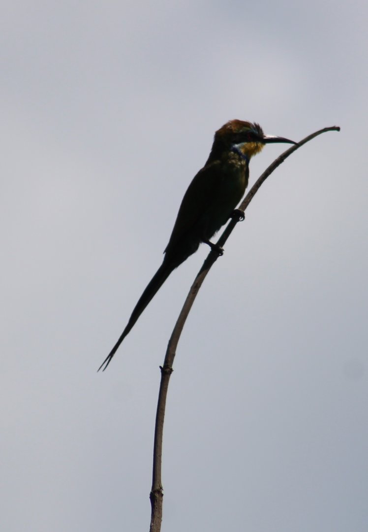 Blue-cheeked bee-eater