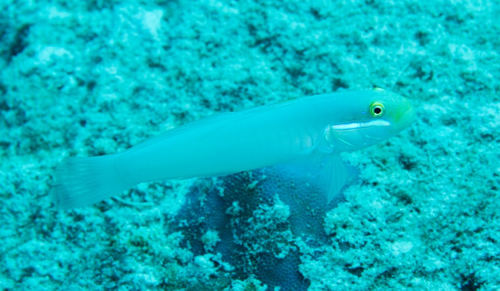 Blue-cheeked Goby