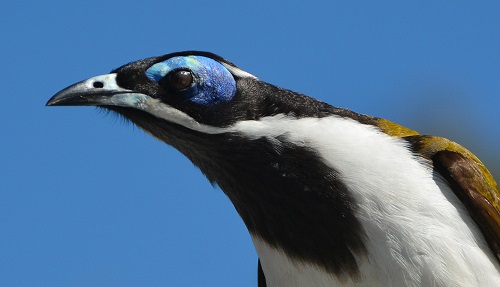 Blue-cheeked honeyeater close-up