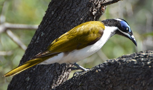 Blue-cheeked honeyeater