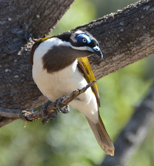 Blue-cheeked honeyeater
