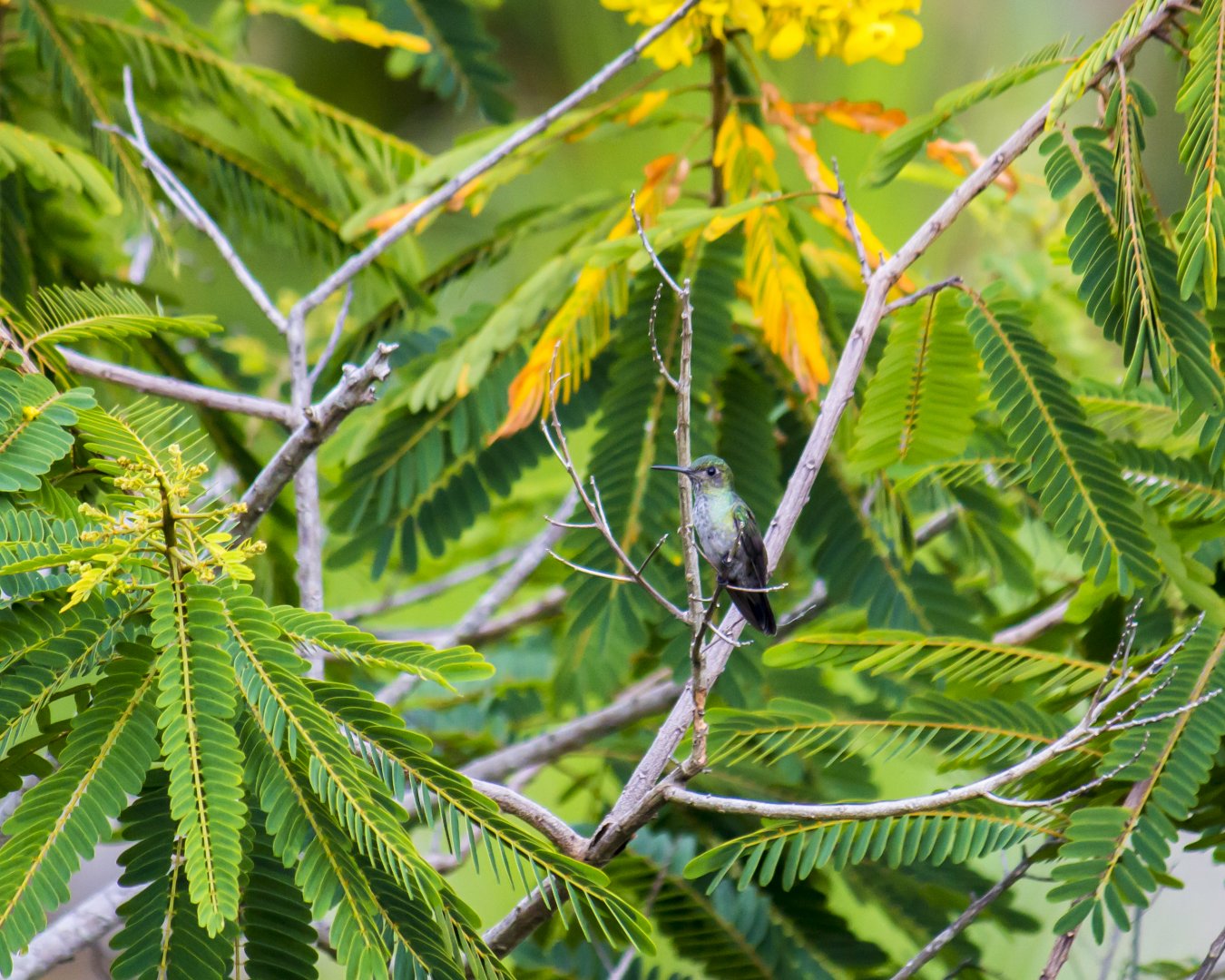 Blue-chested hummingbird, Amazilia amabilis