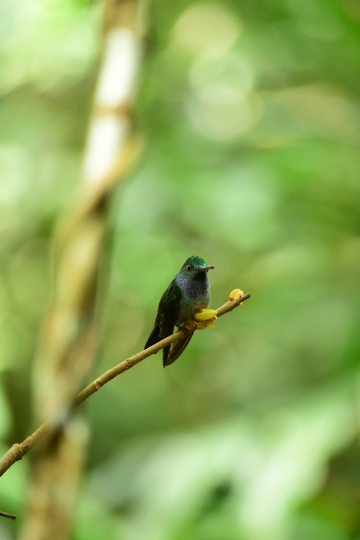 Blue-chested Hummingbird (Amazilia amabilis)