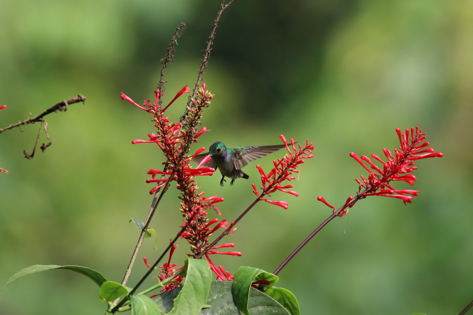 Blue-chested Hummingbird