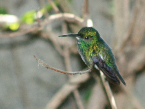 Blue-chinned Emerald