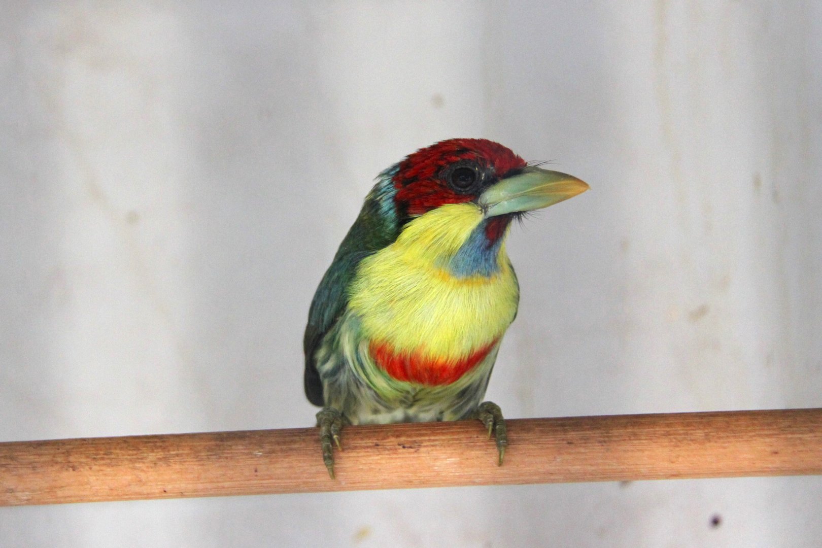 Blue-chinned versicoloured barbet (Eubucco versicolor glaucogularis)