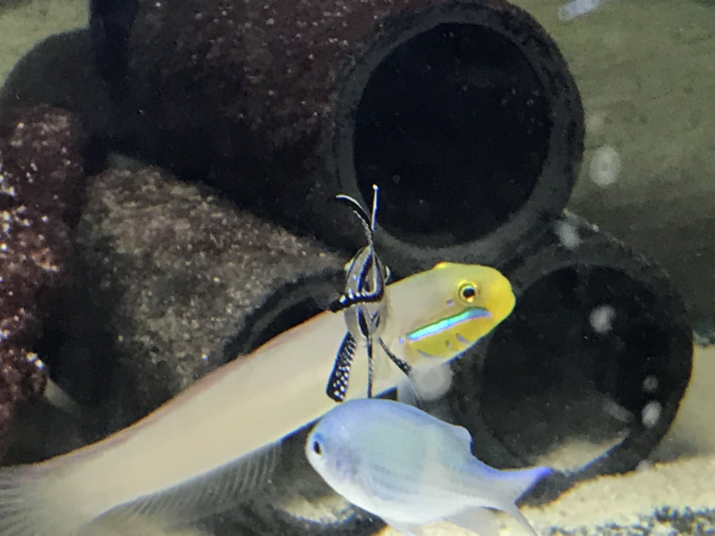 Blue Chromis and Goby species (ID please)