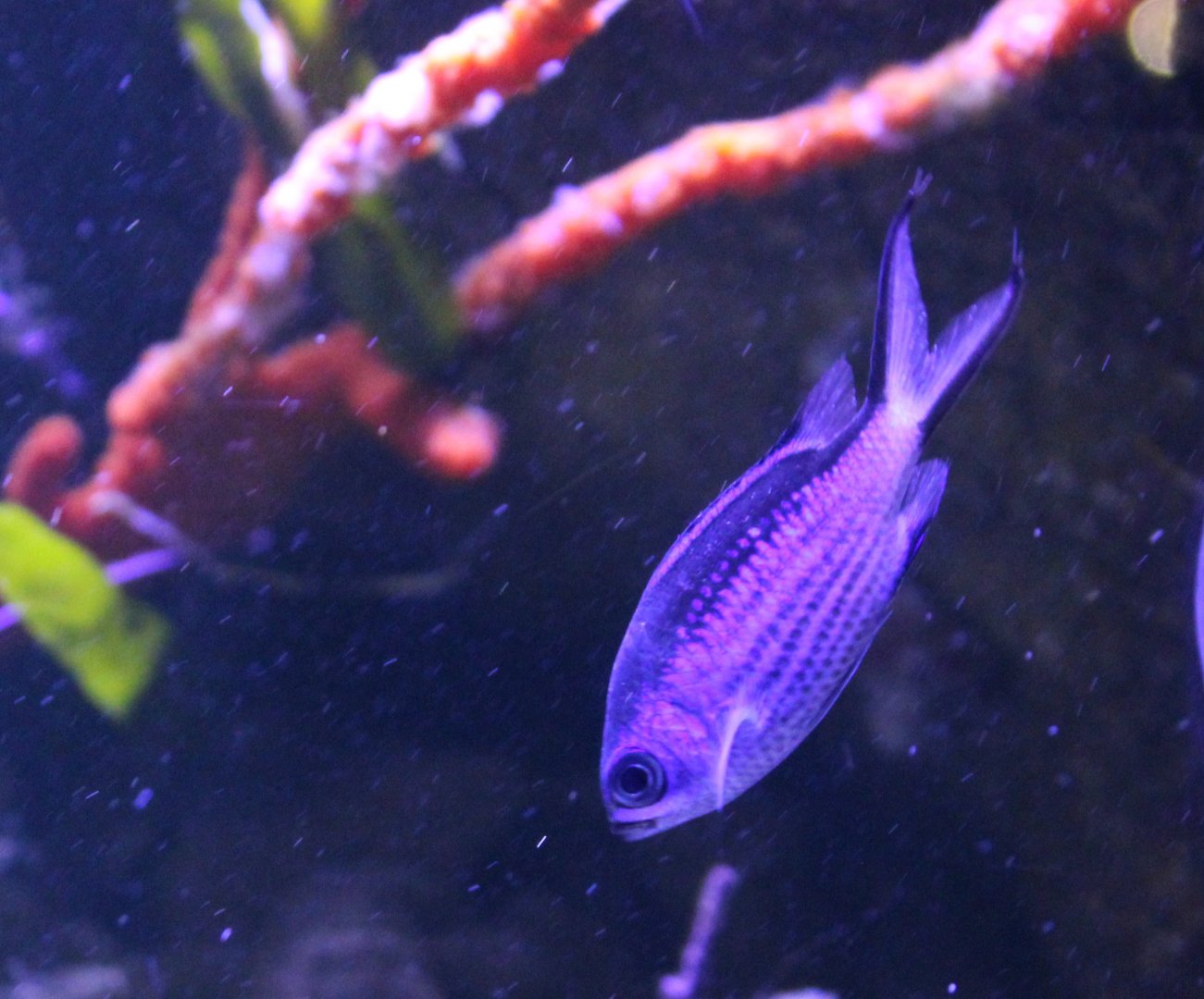 Blue chromis - Chromis cyanea