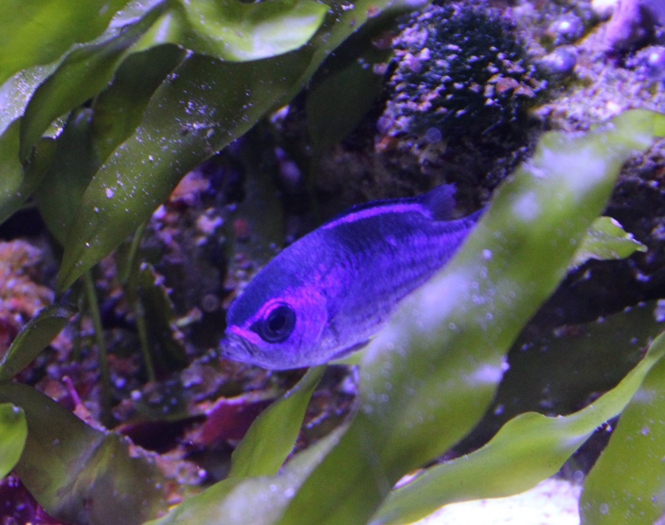 Blue chromis - Chromis cyanea