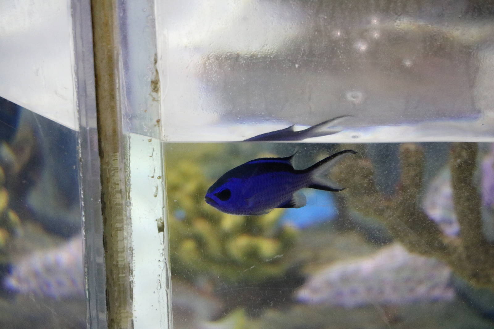 Blue chromis, January 2016