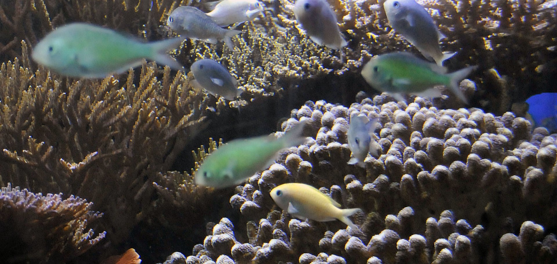 Blue Chromis