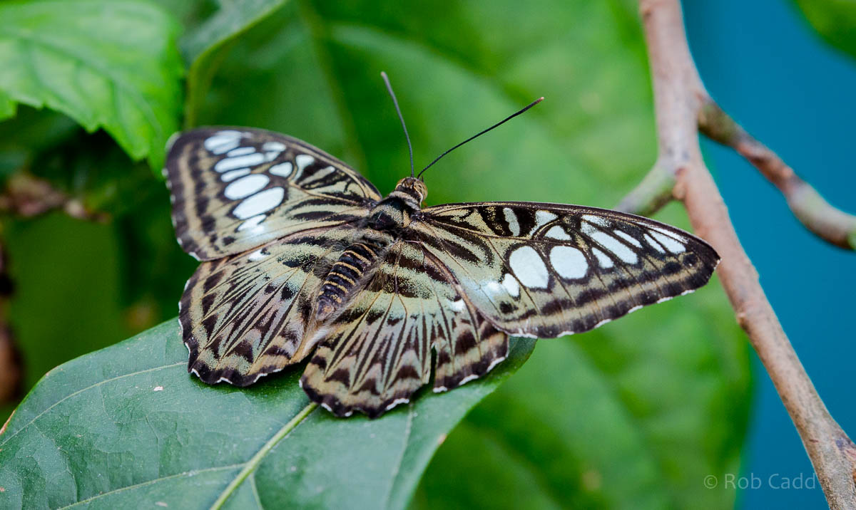 Blue clipper : Whipsnade : 29 May 2015