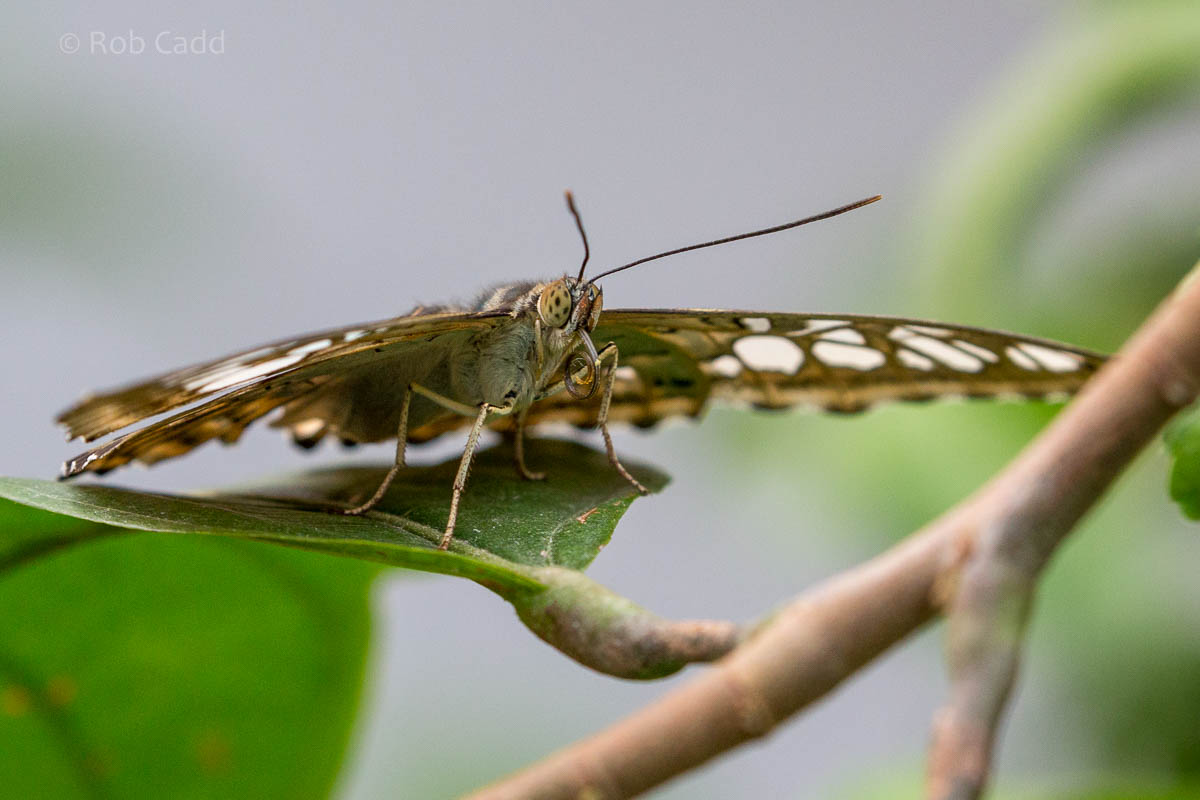 Blue clipper : Whipsnade : 29 May 2015