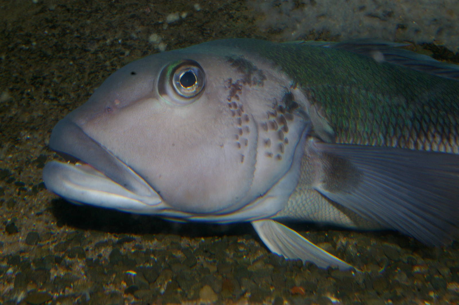Blue cod (Parapercis colias)