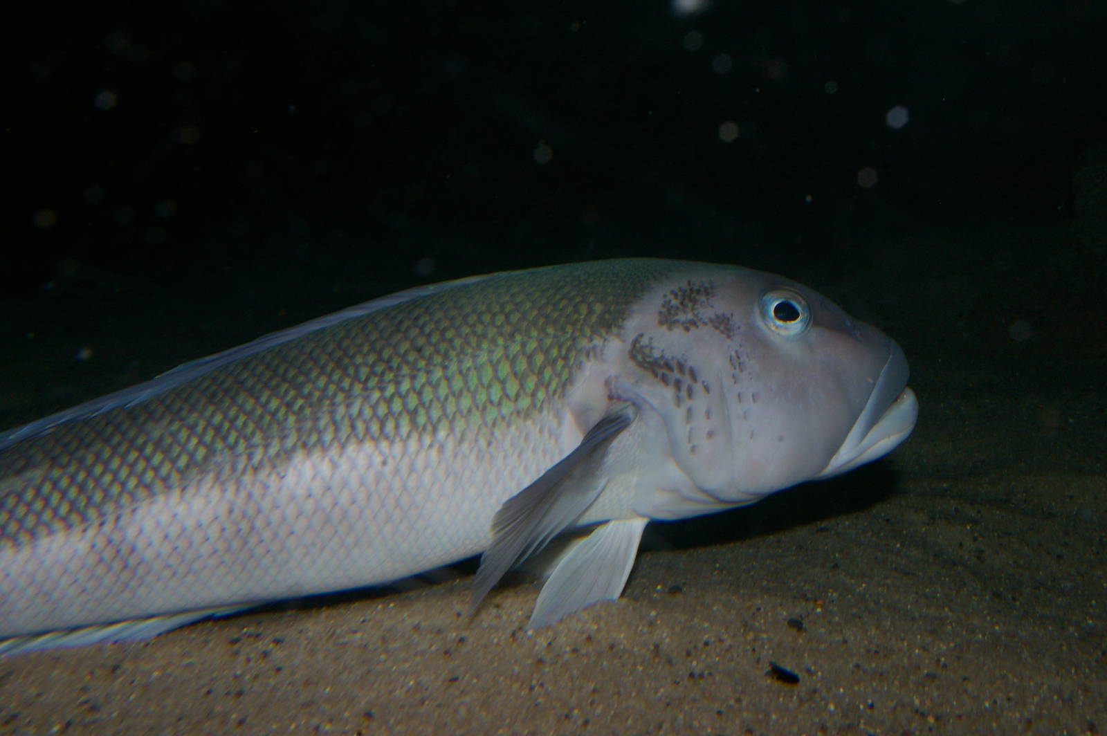 Blue cod (Parapercis colias)
