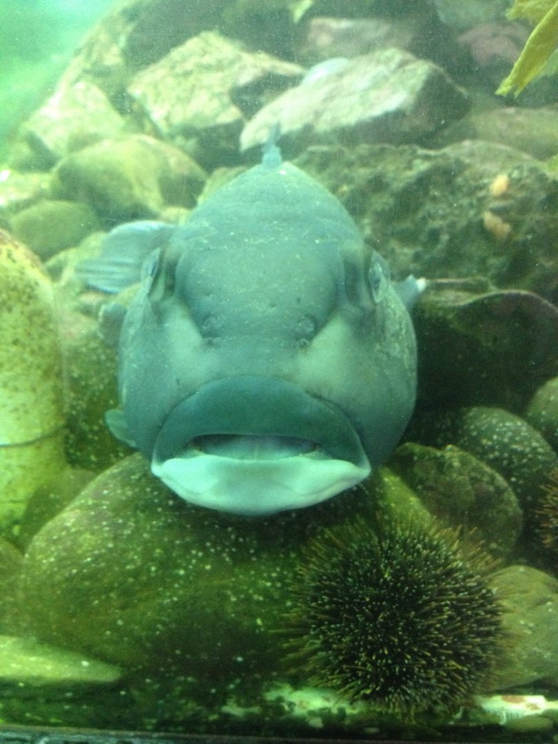 Blue Cod (Parapercis colias)