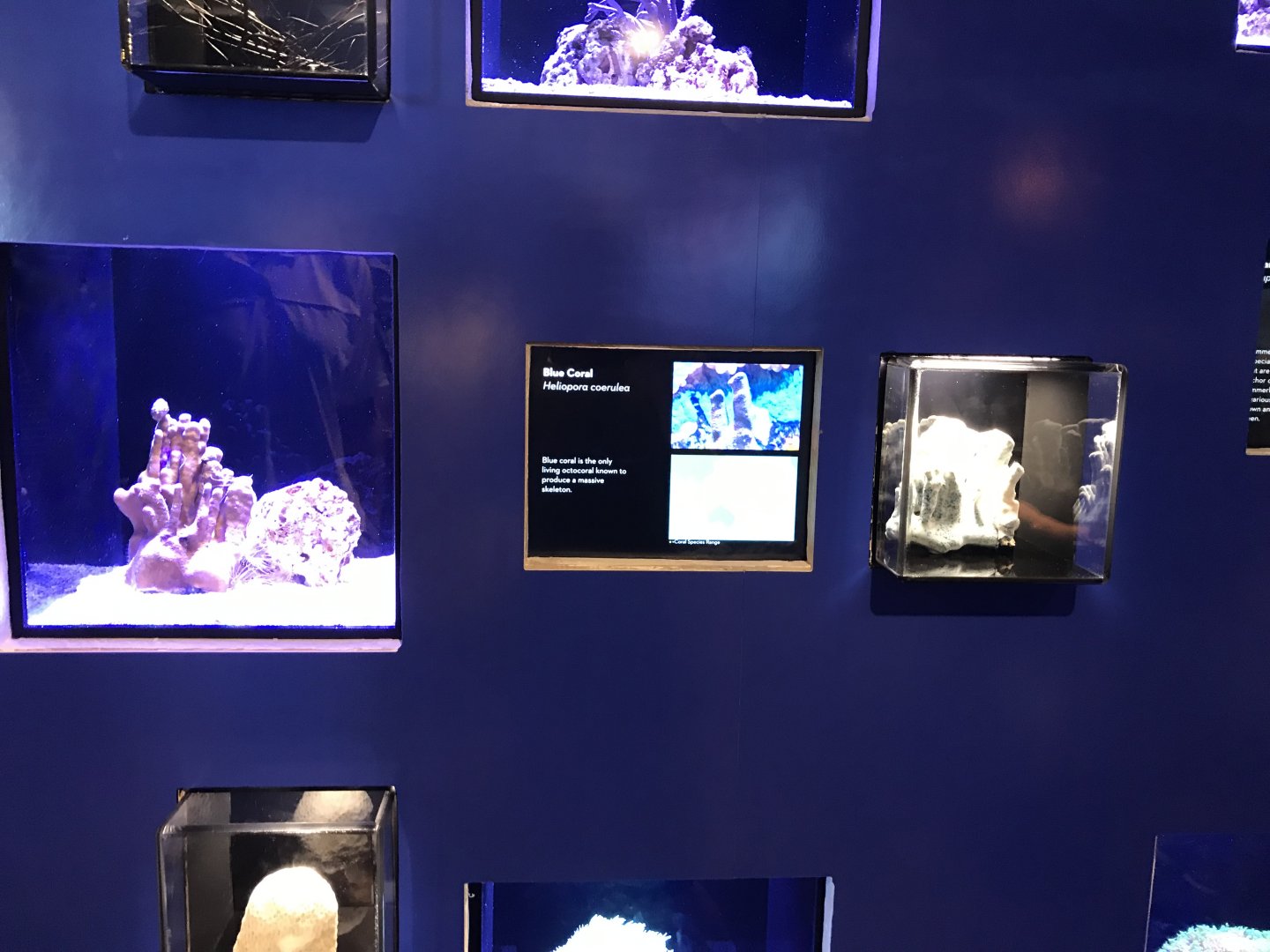 Blue coral exhibit