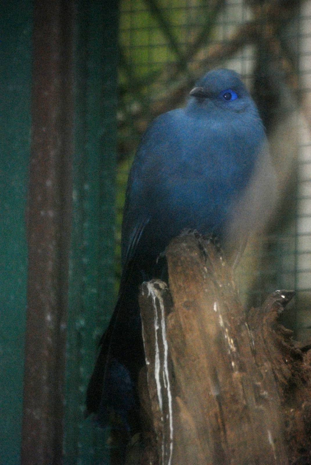 Blue Coua at Walsrode, 22/03/13