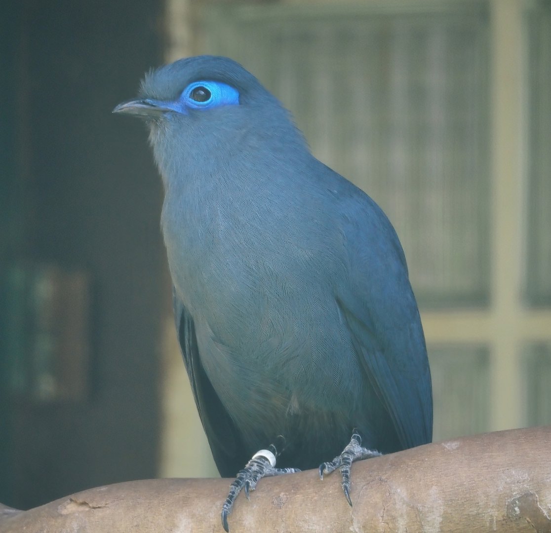 Blue coua (Coua caerulea), 2024-05-23