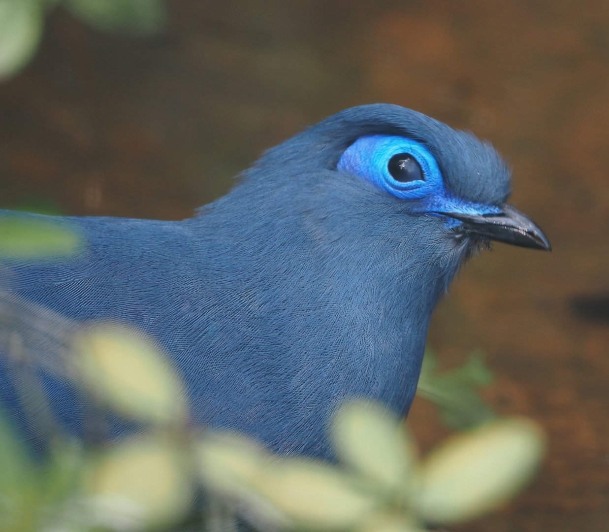 Blue coua (Coua caerulea), 2024-05-23