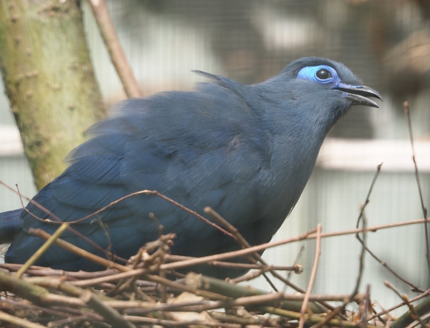 Blue coua (Coua caerulea), 2024-05-23