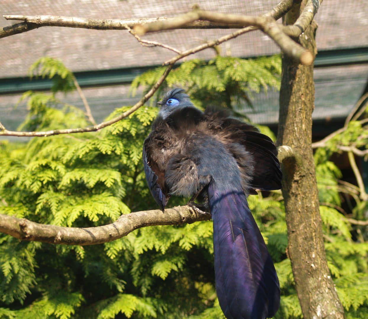 Blue coua (Coua caerulea), May 2006