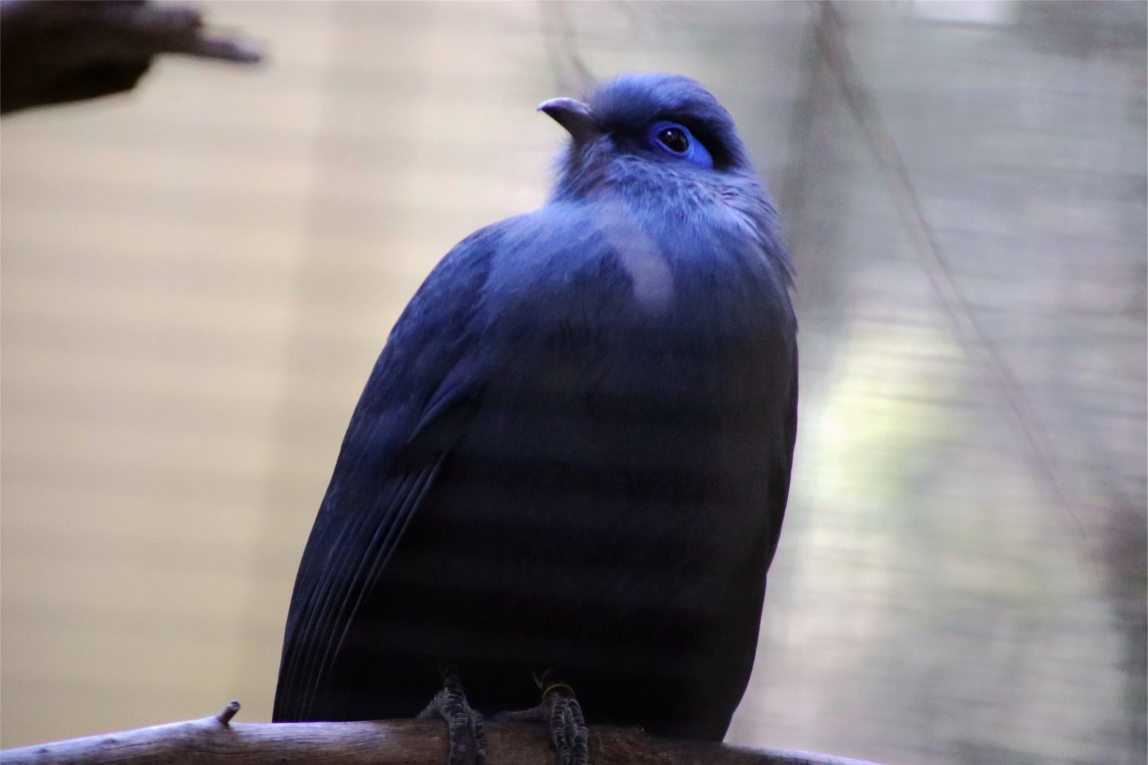 Blue coua (Coua caerulea)