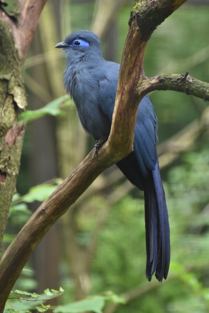 Blue Coua Coua caerulea