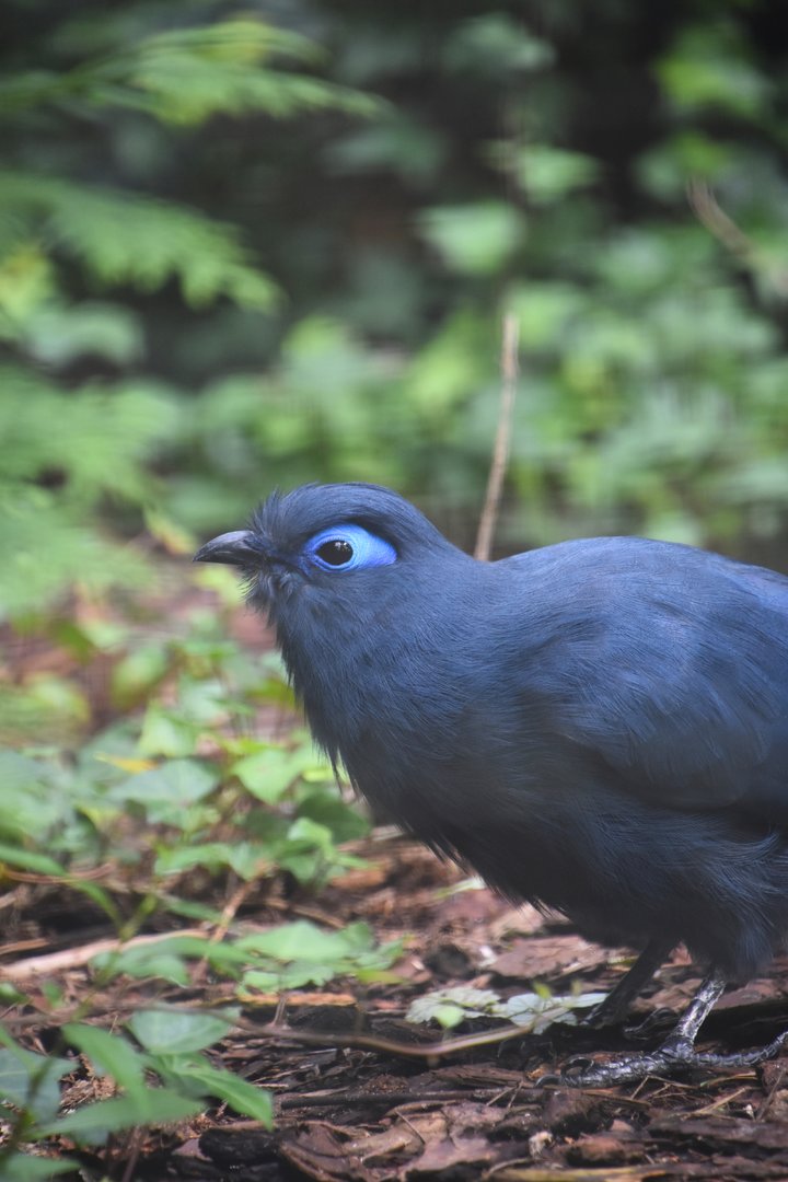 Blue coua, Coua caerulea
