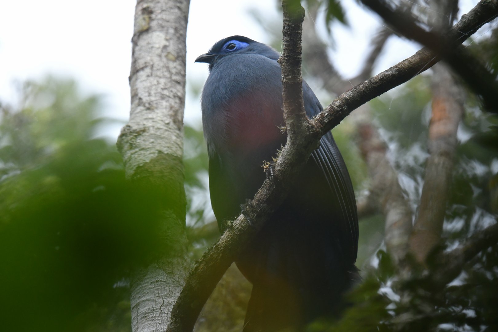 Blue Coua Coua caerulea