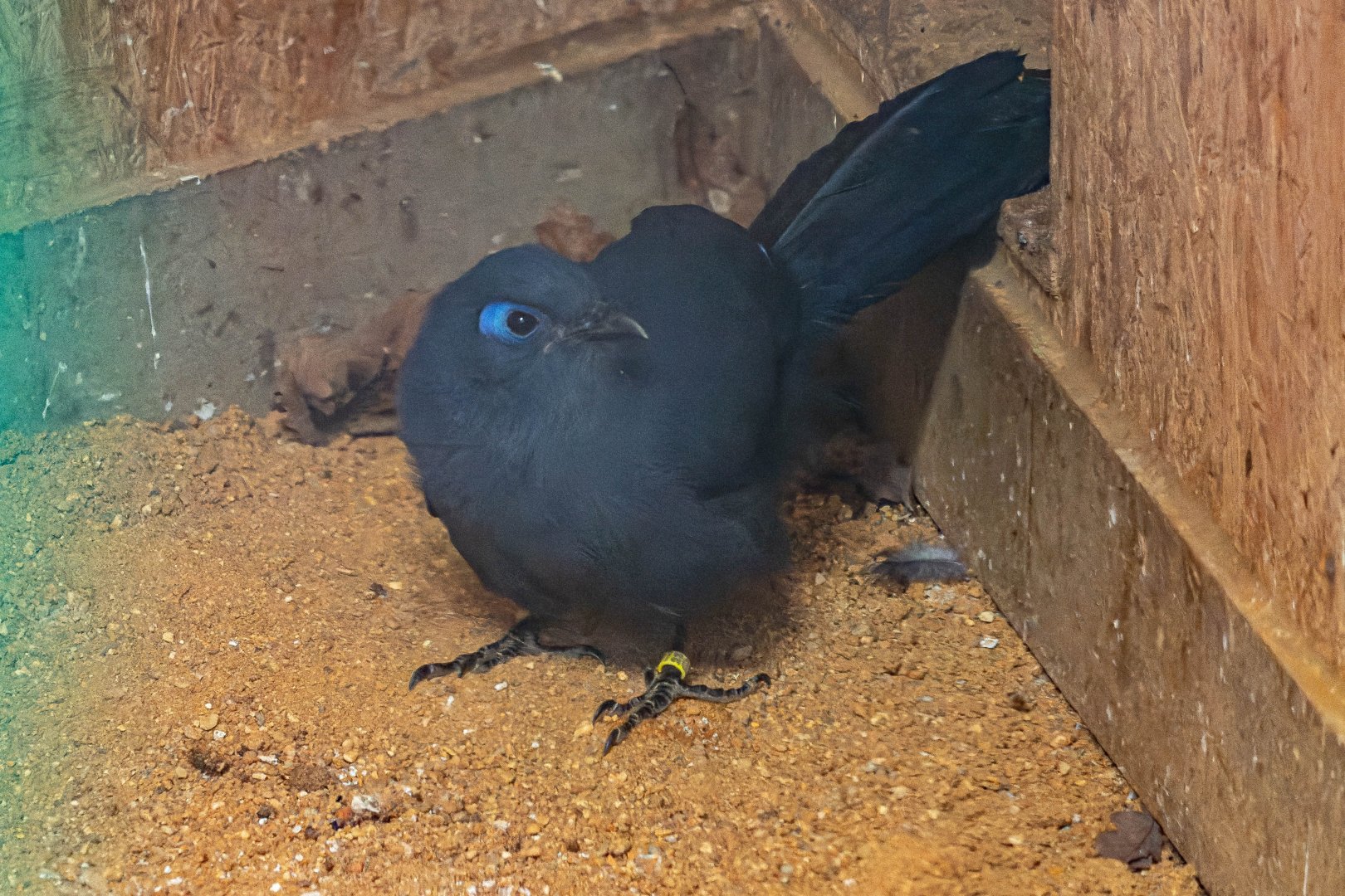 Blue coua (Coua caerulea)