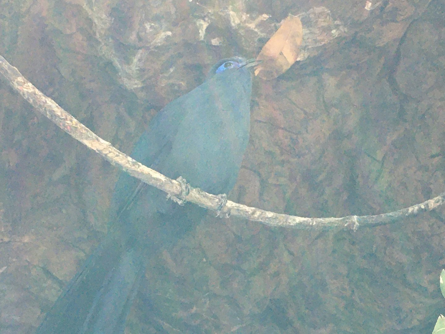 Blue Coua (Coua caerulea)