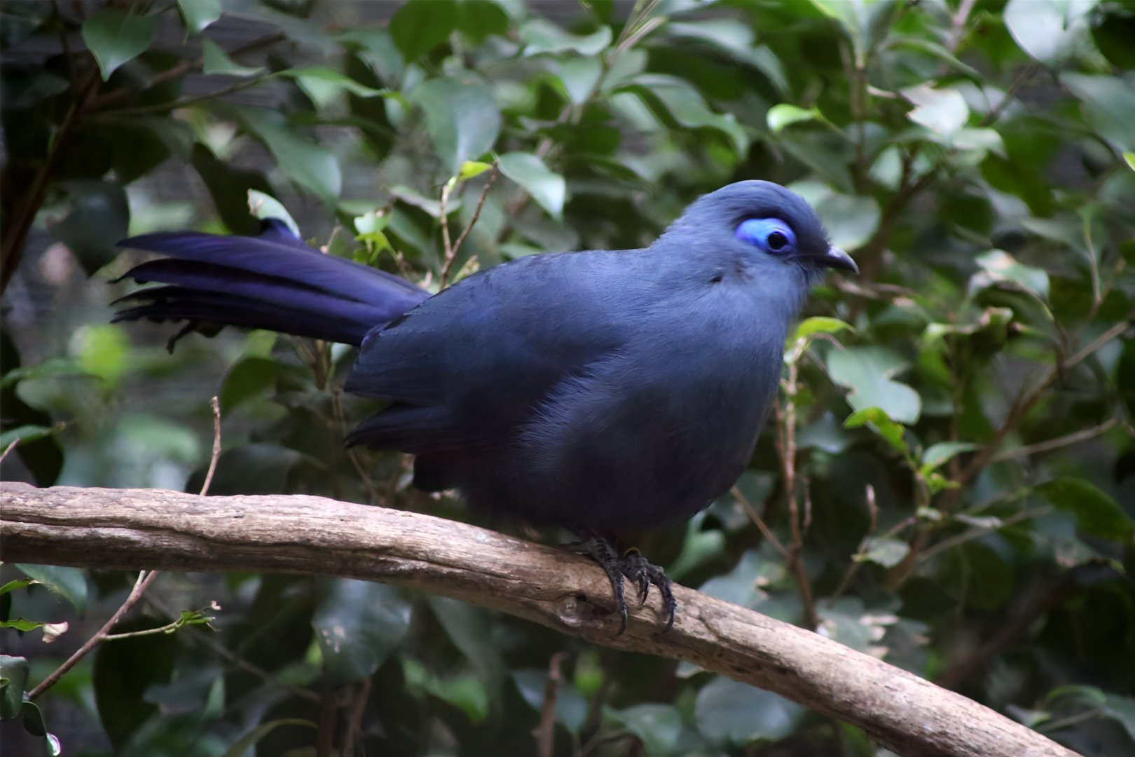 Blue Coua (Coua caerulea)