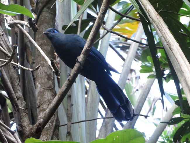 Blue coua