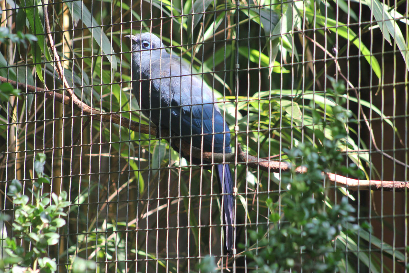 Blue coua