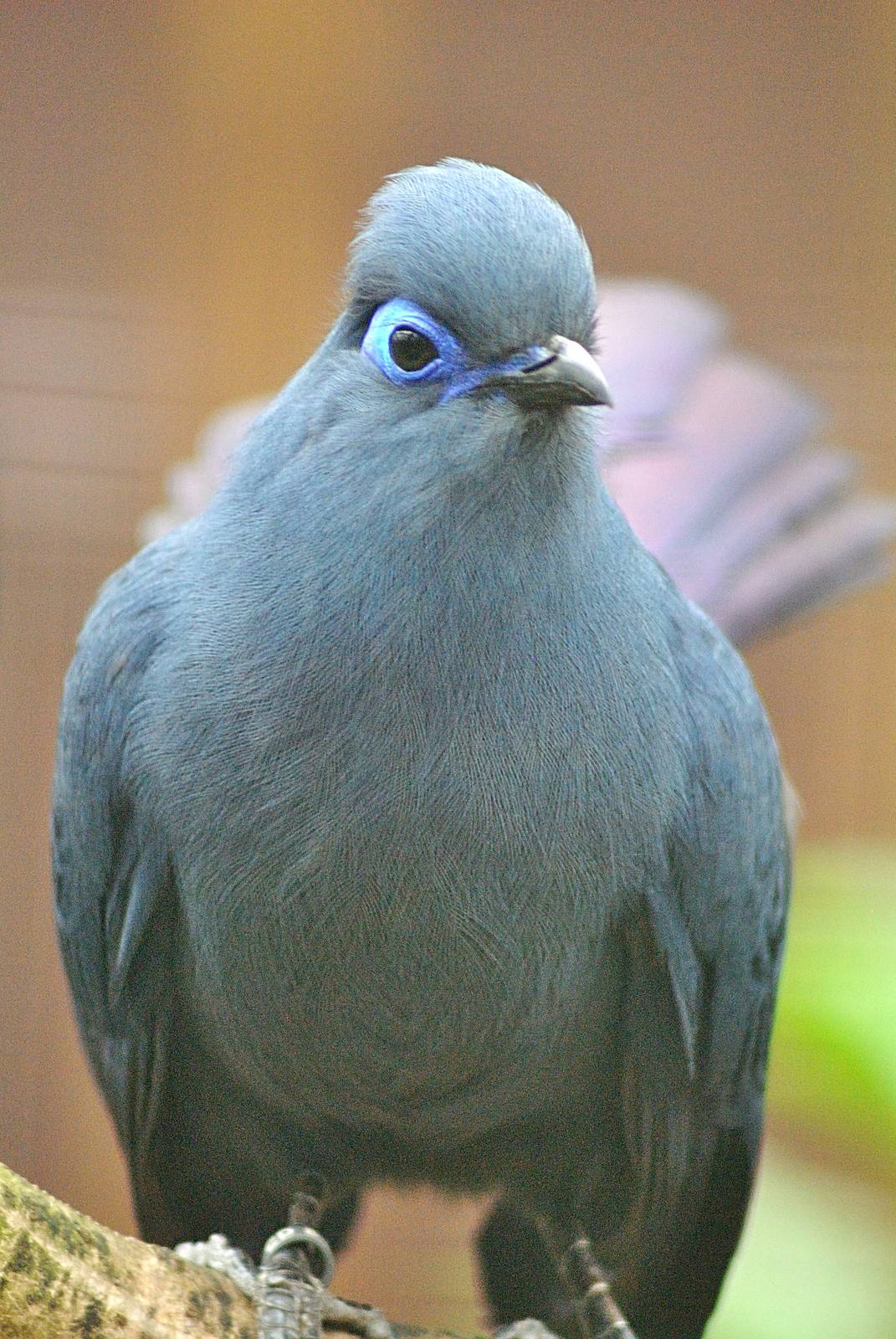 Blue coua